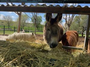Granja Escuela 1º Primaria