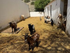 Granja Escuela 1º Primaria